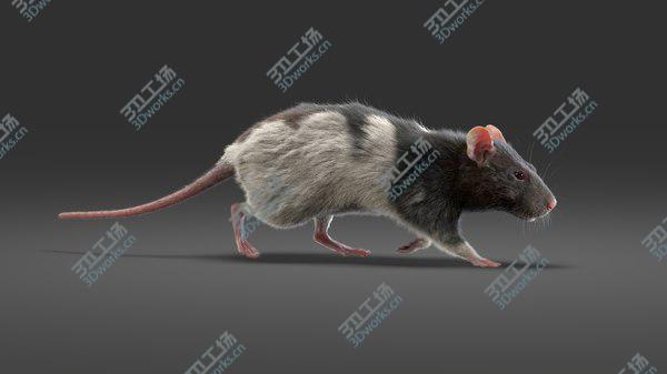 images/goods_img/20210312/3D Rat Fur Animated 4/4.jpg